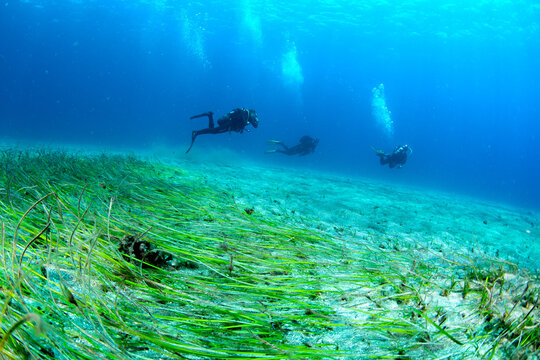 Seagrass beds at Abades dive site with scuba divers in the blue, Tenerife, Canary Islands