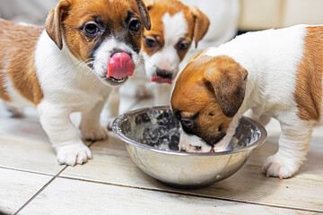 Little funny Jack Russell terrier puppies eat cottage cheese from a bowl