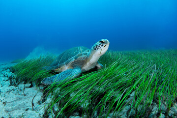 Green turtle (Chelonia mydas), Montana Amarilla in Tenerife, Canary Islands. © Krzysztof Bargiel