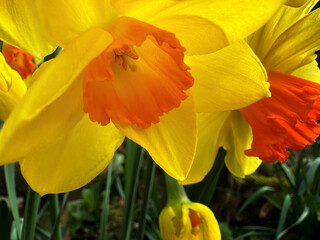 Close up of a yellow daffodil with orange center