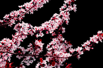 Spring pink flowers on tree branches on dark background