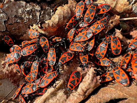 Cluster of red and black firebugs on dried leaves
