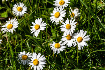 Some Daisies in the Meadow