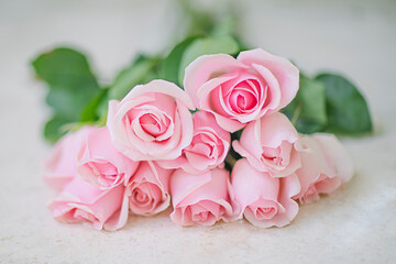 Pink roses on beige background 