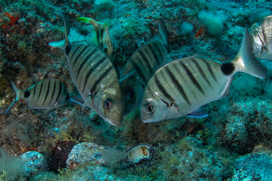 Common Two-Banded Seabream (Diplodus vulgaris) at Las Eras dive site, Tenerife, Canary Islands