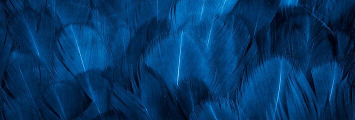 macro photo of blue hen feathers. background or textura