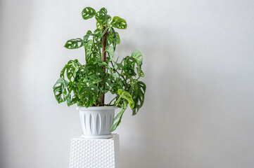 Gorgeous houseplant monstera adansonii in a pot on a white background.