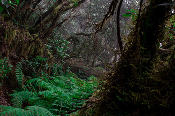 Obraz premium Lush Anaga Forest Scene with Moss-Covered Trees, Tenerife