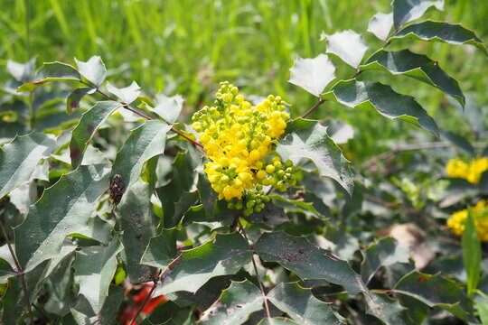 Berberis aquifolium, Oregon grape or holly-leaved barberry, flowering plant in family Berberidaceae, evergreen shrub with pinnate leaves consisting of spiny leaflets. Yellow flowers in early spring