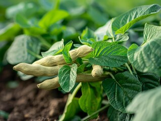 Ashwagandha is a herbal supplement derived from the root of the Withania somnifera plant