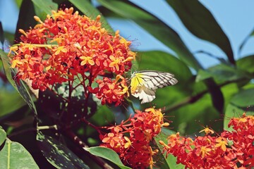 Common Jezebel Butterfly (Delias Eucharis) with damaged wings on Ashoka Tree Flowers