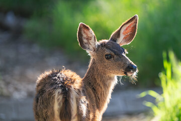 Mule deer in sweet springs, near Morro Bay, California.