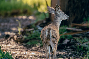 Mule deer in sweet springs, near Morro Bay, California.
