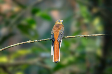 Orange-Breasted Trogon (Harpactes Oreskios)