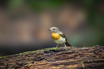 Hill Blue Flycatcher (Cyornis Whitei)