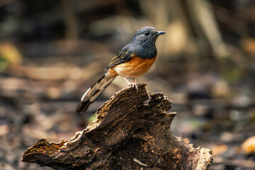 White-Rumped Shama (Copsychus Malabaricus)