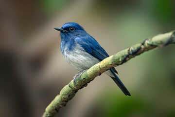 Hainan Blue Flycatcher (Cyornis Hainanus)