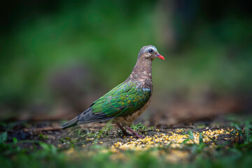 Asian Emerald Dove (Chalcophaps Indica)