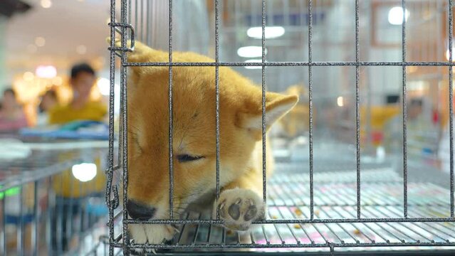 Sad puppy shiba inu sleeping dozing in locked cage