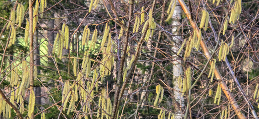 Spring pollen flight, pollen allergy background banner panorama - Common hazel, hazelnut shrub tree ( Corylus avellana ) with pollen catkins and yellow flower pollen, illuminated by the sun