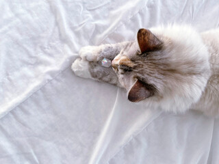 Cat holds a white quartz crystal with its paws. She's doing an energy healing session.