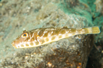 Close-up of Guinean puffer (Sphoeroides marmorat) underwater, Tenerife © Krzysztof Bargiel