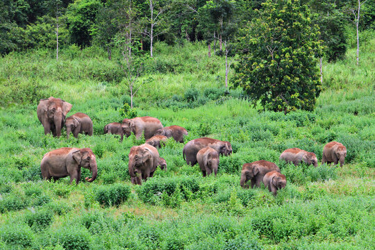 Asia wild elephants at Kui buri National Park, Prachuap Khiri Khan Province, Thailand 