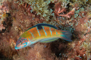 Close-up of Ornate Wrasse (Thalassoma pavo) at Tenerife, Canary Islands