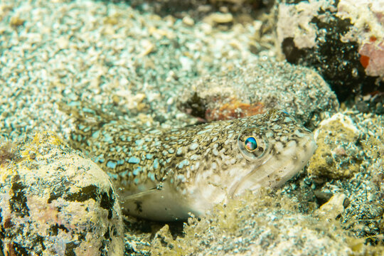 Close-up of Greater weever (Trachinus draco) underwater, Tenerife