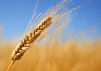 wheat blowing in the wind. - obrazy, fototapety, plakaty