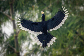 Oriental Pied Hornbill: The Oriental Pied Hornbill, also known as Anthracoceros albirostris, is a medium-sized bird native to Southeast Asia.