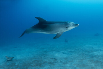 Naklejka premium Bottlenose dolphin swimming in Tenerife waters, Canary Islands