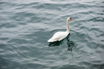 a white swan in the blue water of a lake in rainy weather