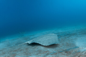 Mantelina, Butterfly ray, (Gymnura altavela) in Tenerife, Canary Islands. 