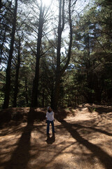 Obraz premium a woman observing the tops of the trees in a forest in southern Chile