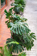 Monstera Deliciosa auf der Straße in Spanien