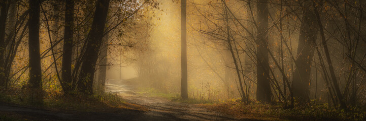 mysterious early autumn forest in a foggy haze and warm light of sunrise. widescreen panoramic side view