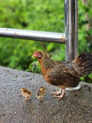 hen and baby chick stands on green grass in a rural farmyard