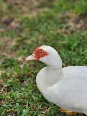 Naklejka na ściany i meble White duck in green farm