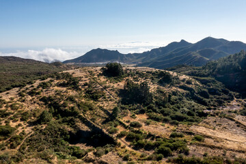 Aerial View of Pine Forest with Clouds Below, Tenerife