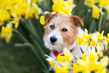 Happy smiling dog puppy face in the daffodil flowers in spring. Easter background.