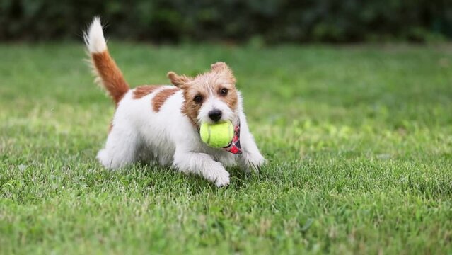Playful active jack russell dog puppy playing with her toy tennis ball in the grass and bringing it