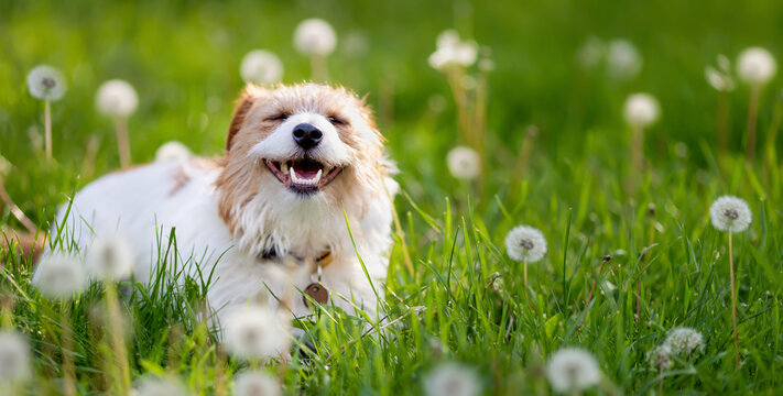 Happy face of a cute smiling, laughing, healthy dog in the summer grass. Pet banner, background with copy space.