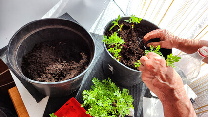 Planting marigold flowers in pot. Reproduction of plants in spring. Young flower shoots and greenery for garden. The hands of an elderly woman, a bucket of earth and green bushes and twigs with leaves