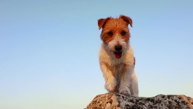 Cute dog standing, sitting and panting on a rock on blue sky background. Travelling, walking, hiking with pet.