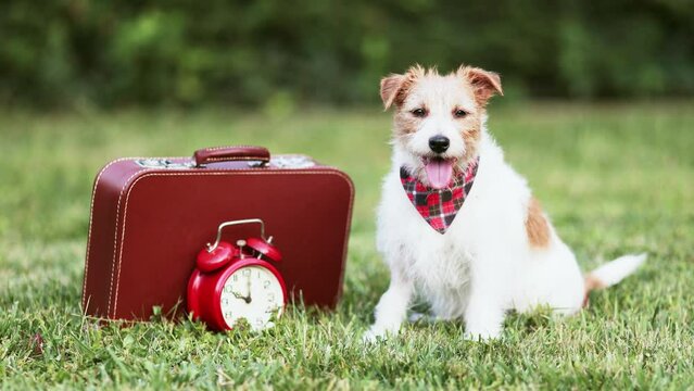 Happy cute panting dog sitting with a suitcase and alarm clock. Pet travel, hotel or holiday.