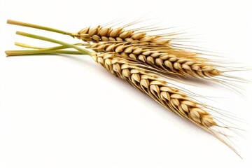 Wheat ears in a group isolated on a background