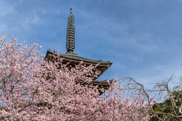 京都醍醐寺 桜に包まれた五重塔 - 761468531