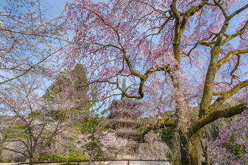 京都醍醐寺 桜に包まれた五重塔 - 761468962