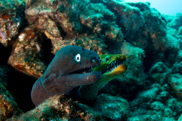 Black moray eel and Fangtooth moray eel, closeup in Tenerife, Canary Islands.
